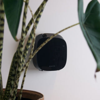 Wally on the wall Aemster