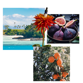 Fiji Figs - Duftöl