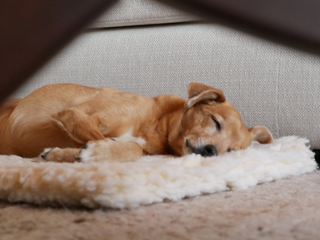 Aroma diffusers safe for pets & family