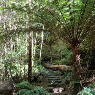 Nature inspired home perfumes