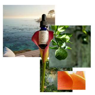 Wally Black, Aroma Diffuser + 15ml Kelp Forest