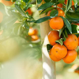 Inspiration Orange Odyssey