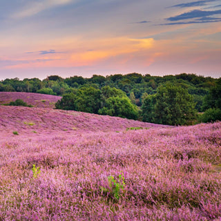 Velvet Woods inspiratie