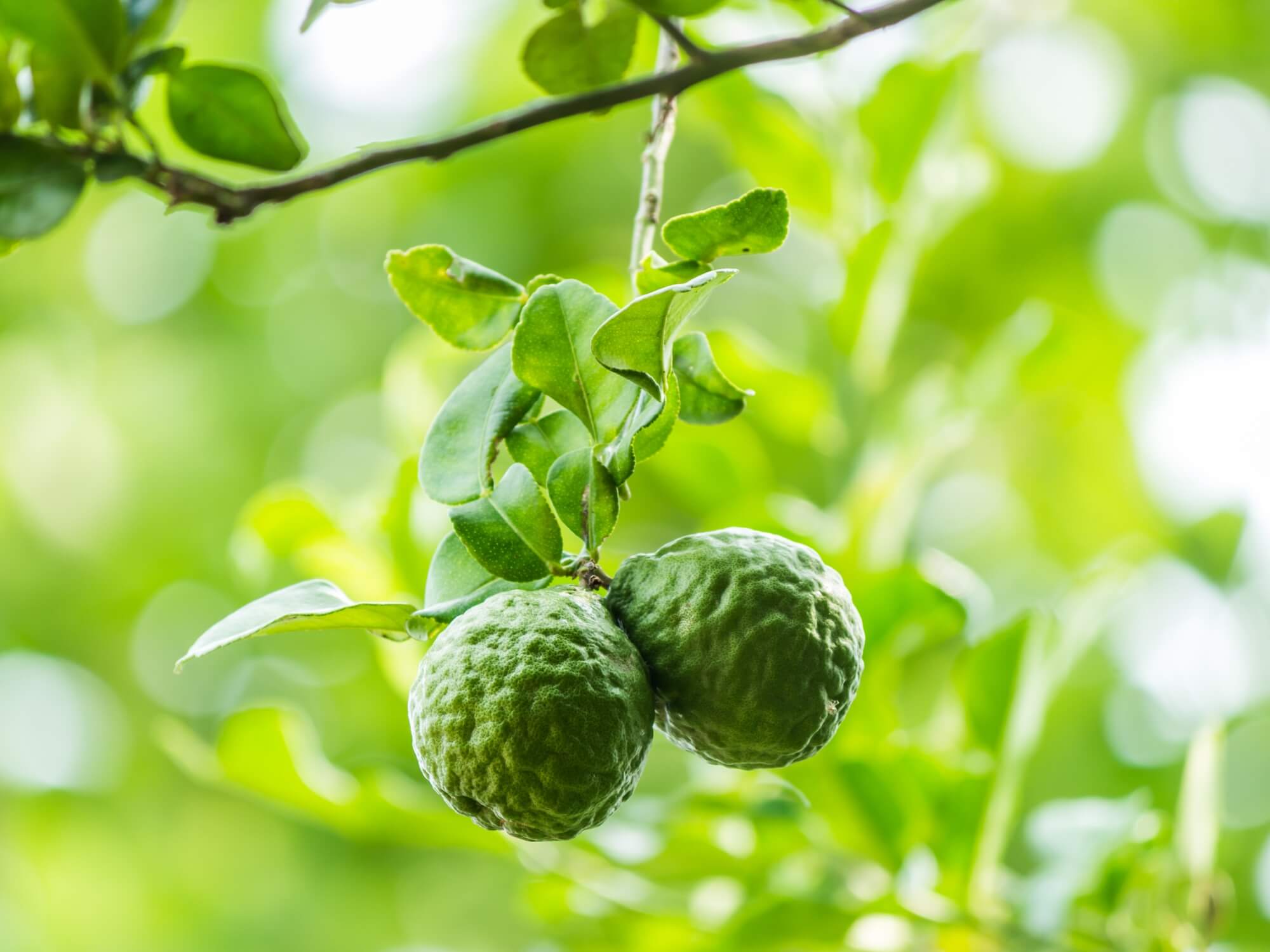 Bergamot citrus fruit